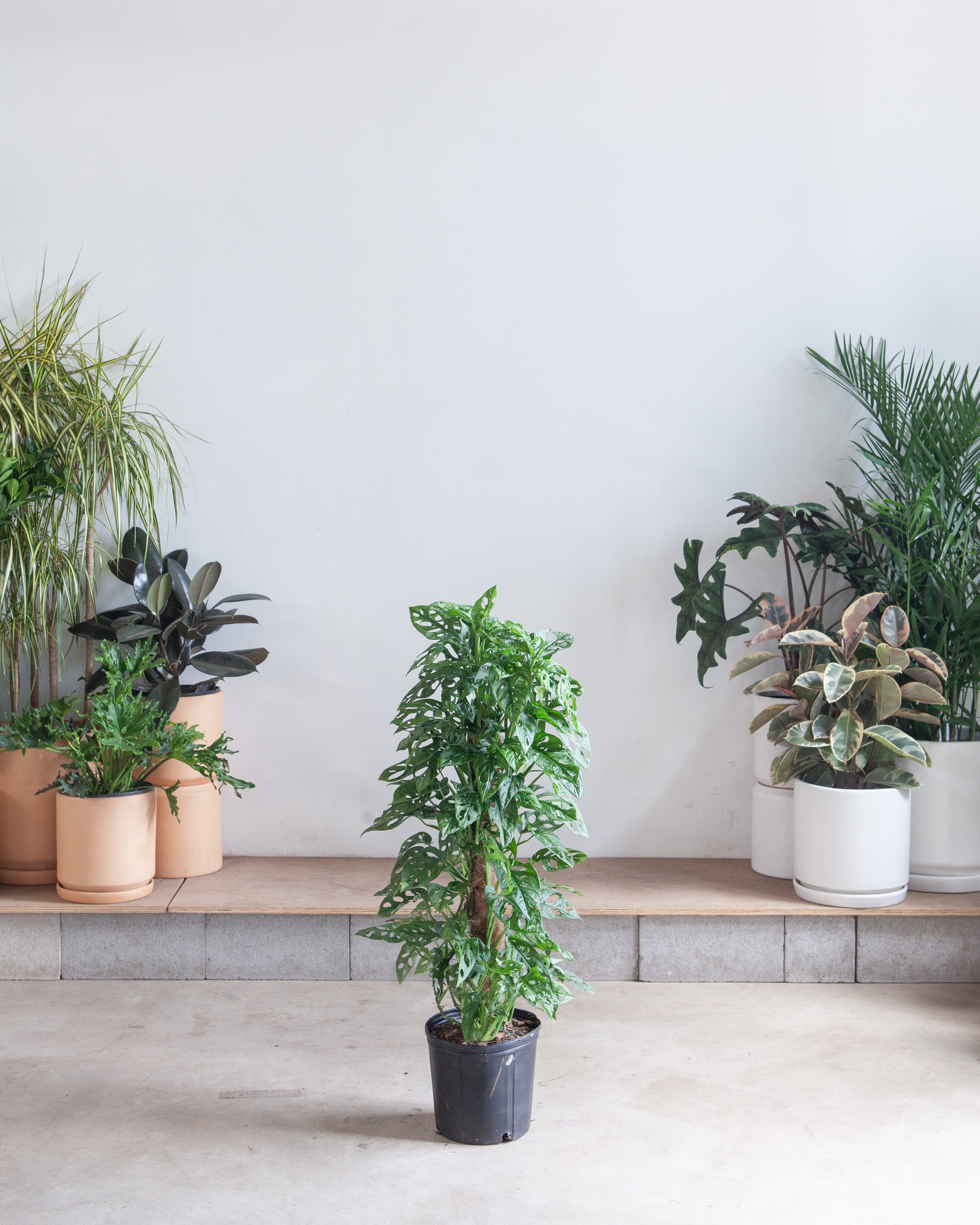 Swiss Cheese Vine Totem: Monstera adansonii - 10 inch pot - 3 foot tal   Dynasty Plants