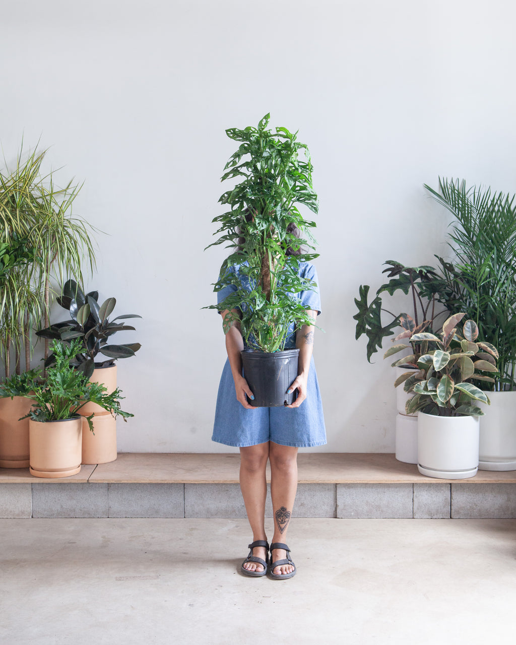 swiss cheese plant totem Swiss Cheese Vine Totem: Monstera adansonii - 10 inch pot