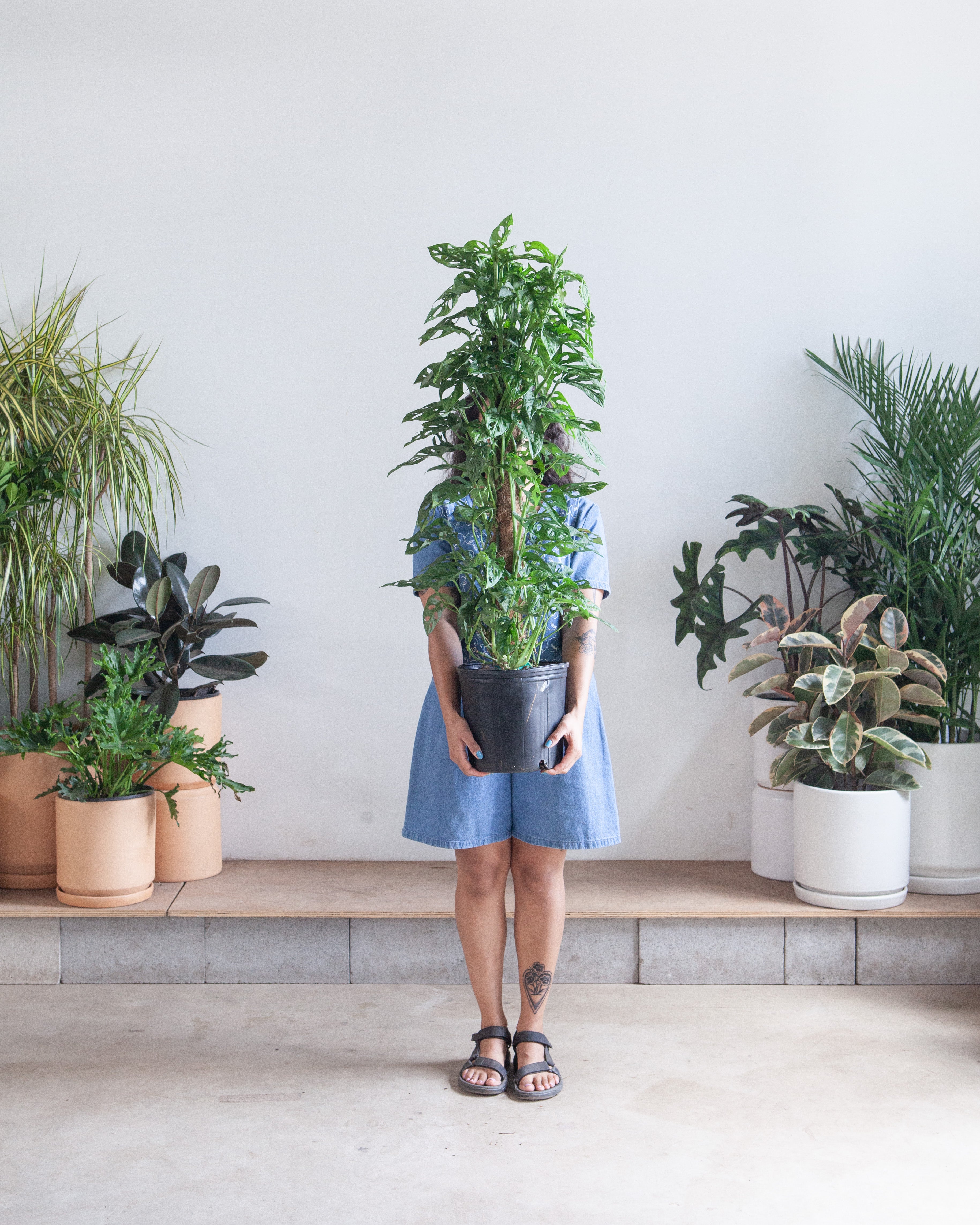 10 inch monstera Swiss Cheese Vine Totem: Monstera adansonii - 10 inch pot