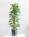 PHILODENDRON ADANSONII 10" Grower Pot TOTEM (3' tall)