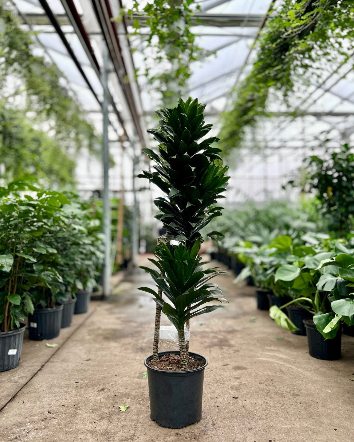 Staggered Janet Craig: Dracaena fragrans 'Compacta' - 10 inch pot - 4-5 foot tall