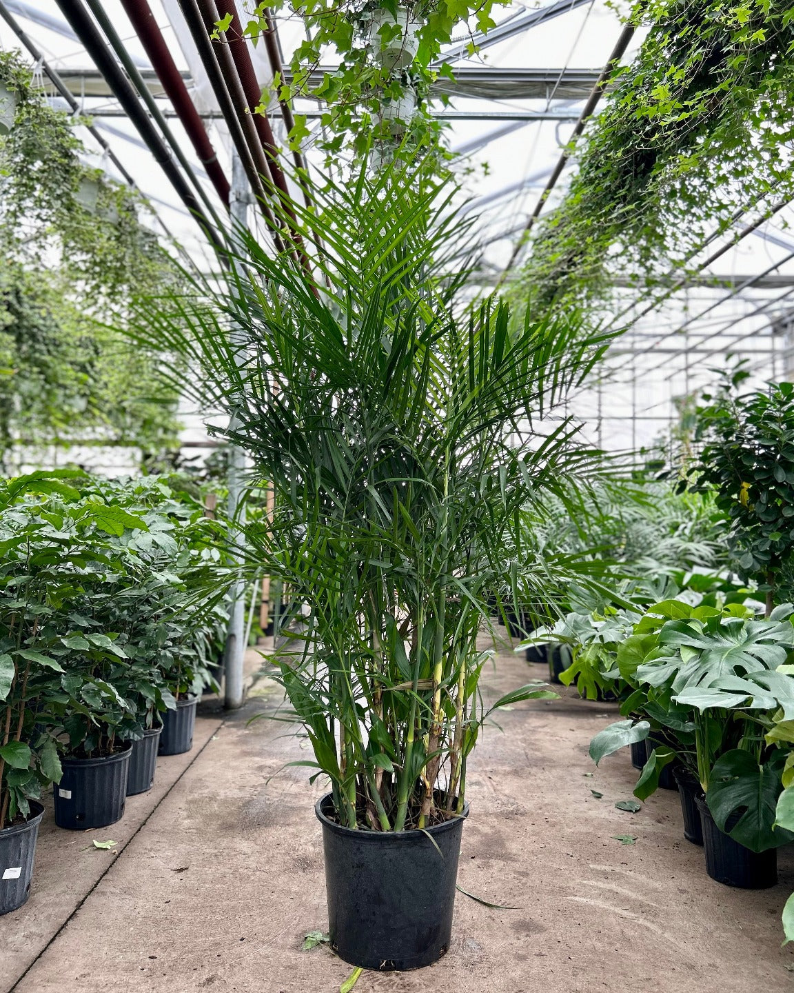 Bamboo Palm: Chamaedorea seifrizii - 14 inch pot - 5-5.5 foot tall