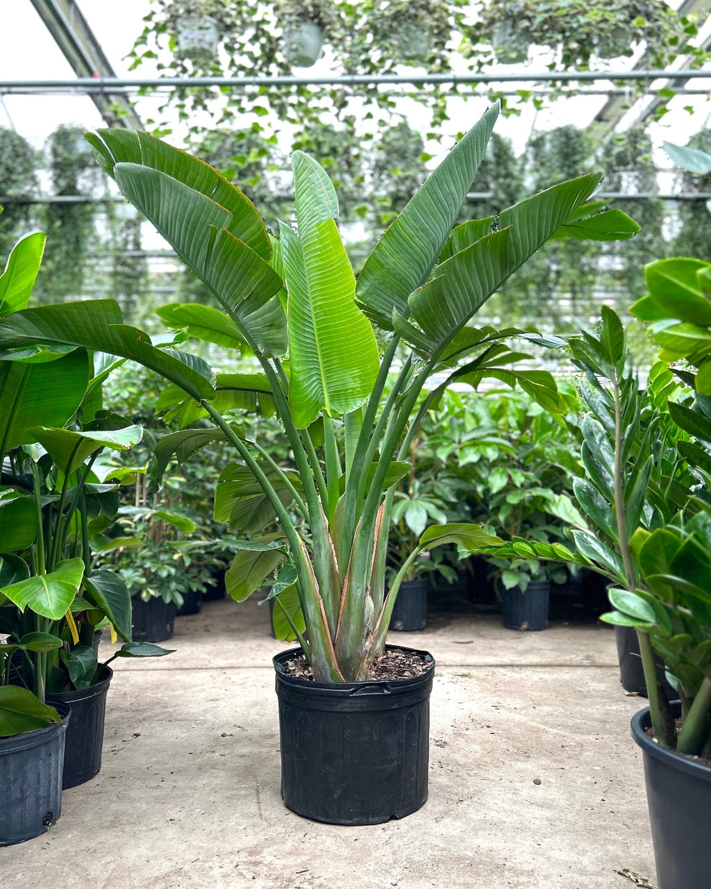 White Bird of Paradise: Strelitzia nicolai - 14 inch pot - 5-8 foot tall
