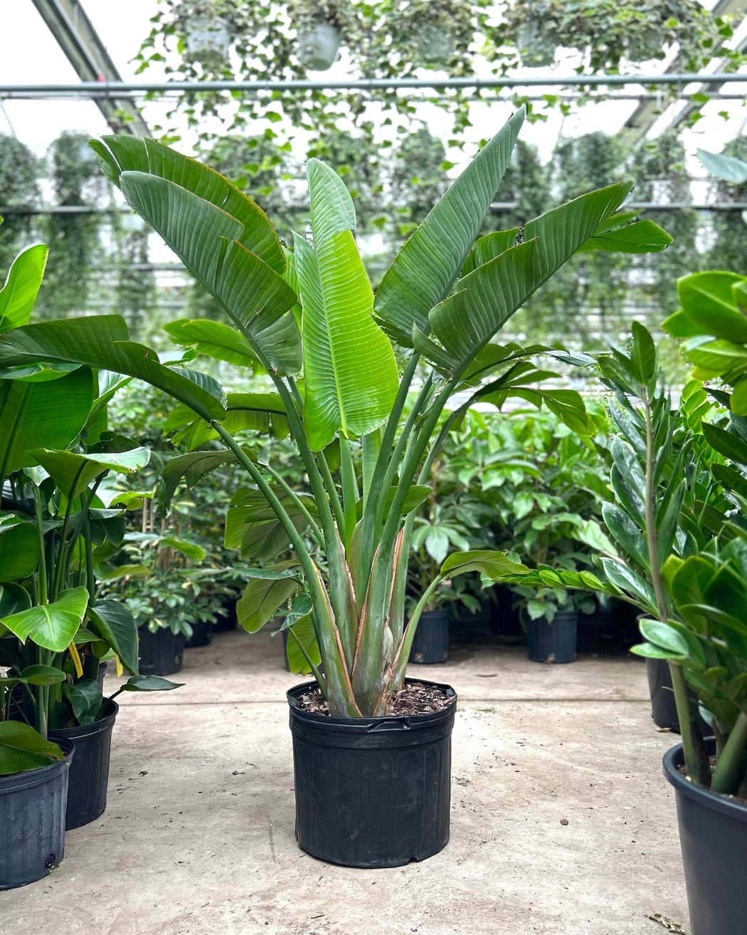 BIRD OF PARADISE (STRELITZIA NICOLAI) 14 Inch. Grower Pot