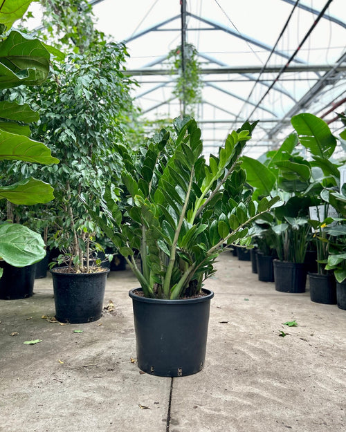 pots for zz plants ZZ Plant: Zamioculcas zamiifolia - 14 inch pot