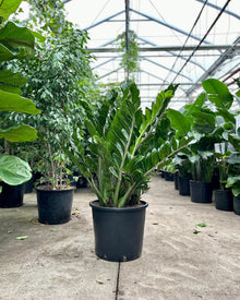  ZZ PLANT / ZANZIBAR GEM 14 Inch. Grower Pot (3-4' tall)