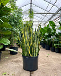 Yellow Snake Plant: Sansevieria trifasciata 'Laurentii' - 14 inch pot - 2.5-3 Foot Tall