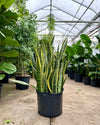 SNAKE PLANT (SANSEVIERIA 'LAURENTII') 14 Inch. Grower Pot (~4' tall)