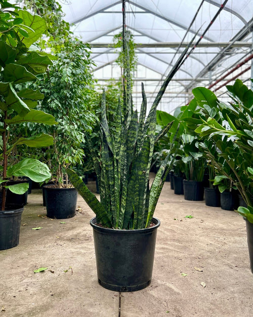 Green Snake Plant: Sansevieria trifasciata 'Zeylanica' - 14 inch pot - 3-4 foot tall