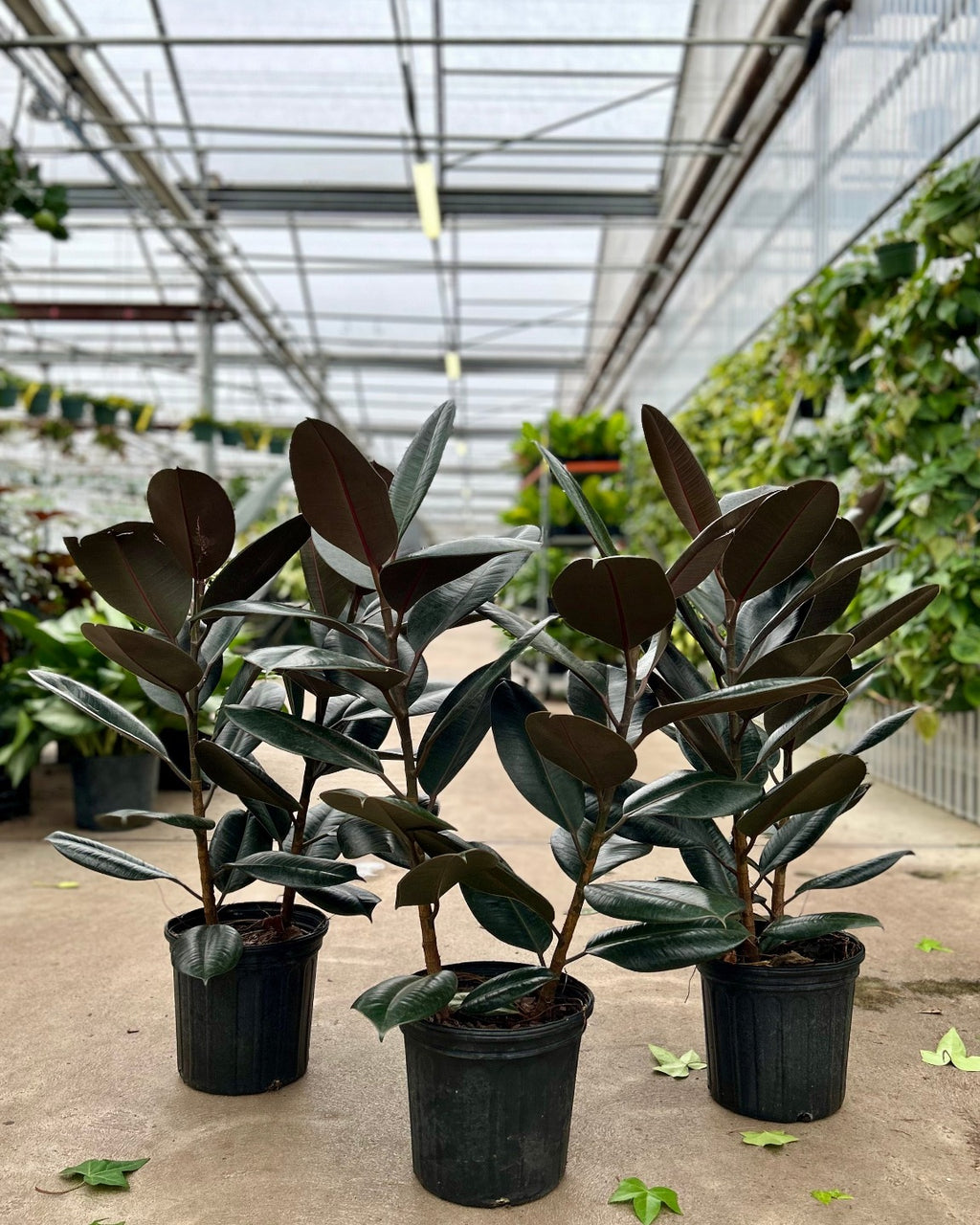 Burgundy Rubber Bush: Ficus elastica - 10 inch pot - 2-3 foot tall