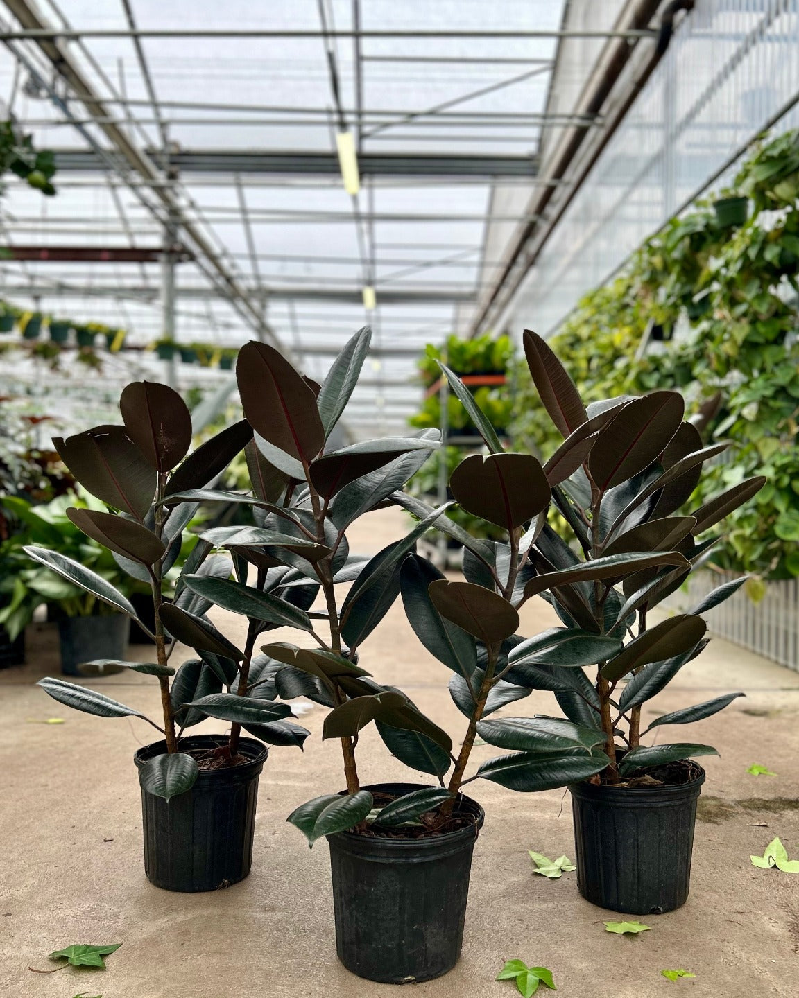 Burgundy Rubber Bush: Ficus elastica - 10 inch pot - 2-3 foot tall