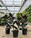 RUBBER PLANT 'FICUS ELASTICA BURGUNDY' 10" Grower Pot