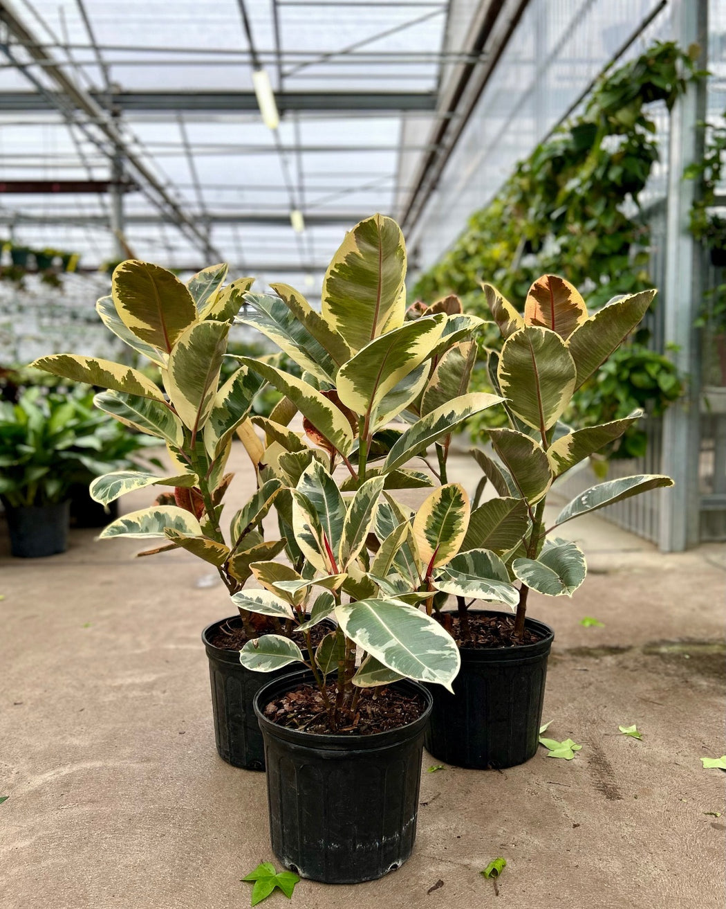 RUBBER PLANT 'FICUS ELASTICA TINEKE' 10" Grower Pot (~3' tall)