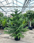 Norfolk Island Pine: Araucaria heterophylla - 14 inch pot - 4.5-5.5 foot tall