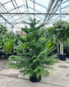 NORFOLK ISLAND PINE 14 " Grower Pot (~5-6' TALL)