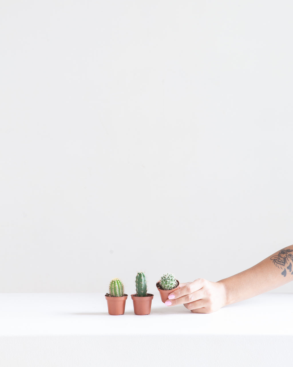 Assorted Cactus - 1.5-2 inch pot