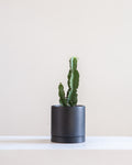 7.25" ROMEY BLACK WITH 6" ASSORTED EUPHORBIA