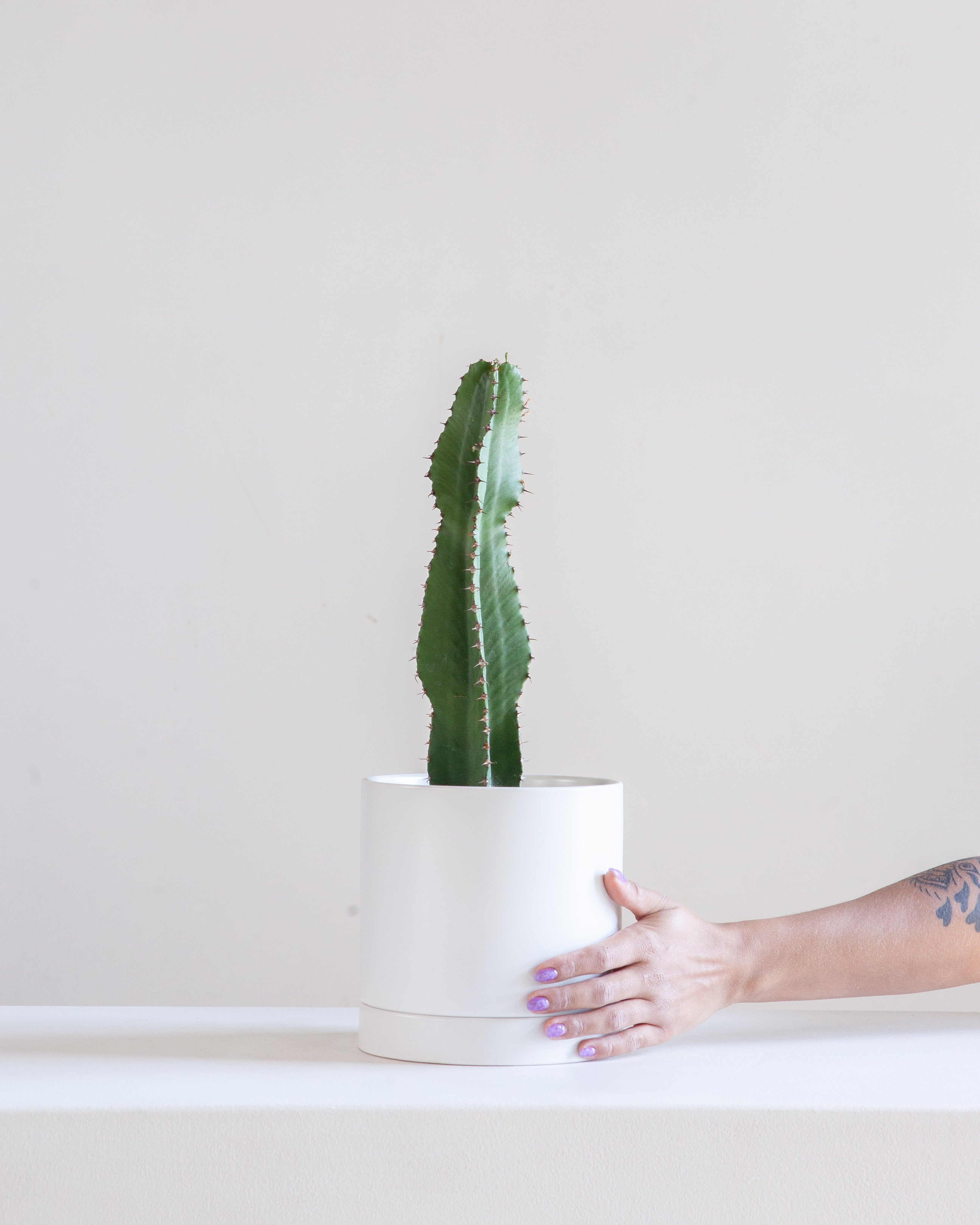 7.25" ROMEY WHITE WITH 6" ASSORTED EUPHORBIA