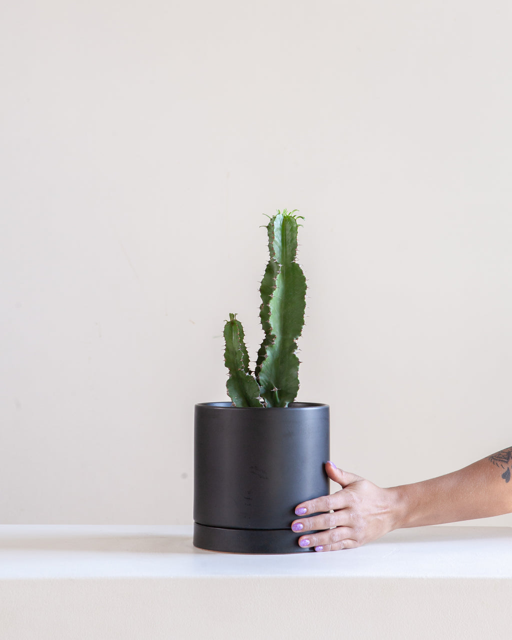 7.25" ROMEY BLACK WITH 6" ASSORTED EUPHORBIA