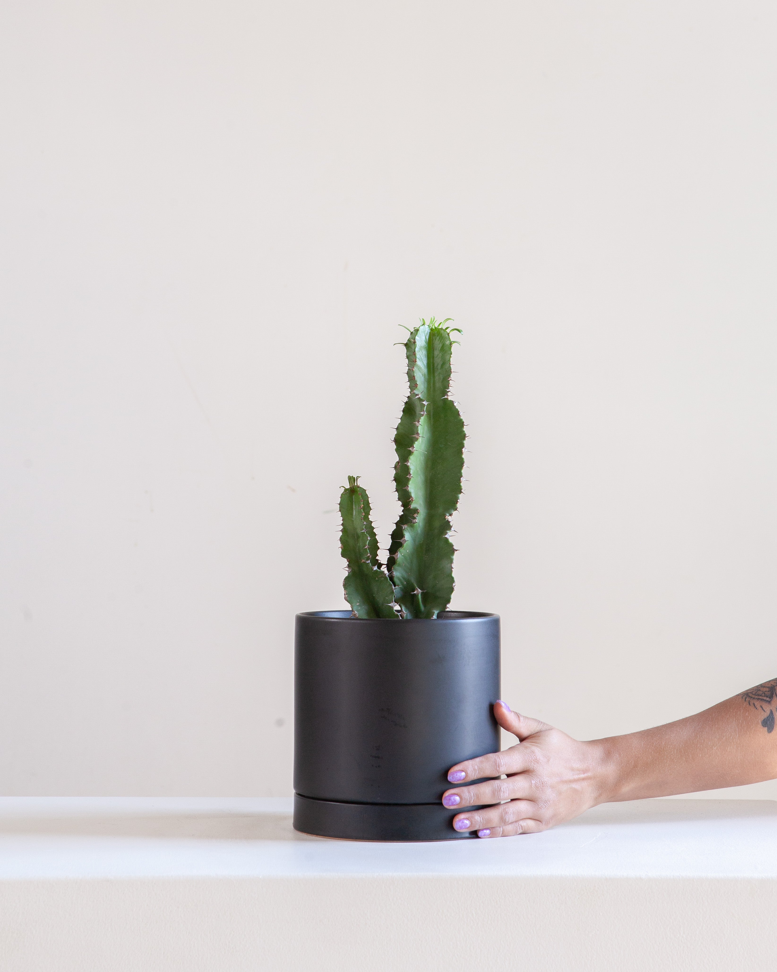 7.25" ROMEY BLACK WITH 6" ASSORTED EUPHORBIA