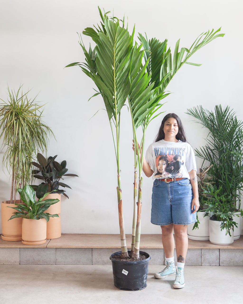 Christmas Palm: Adonidia merrillii - 14 inch pot - 6 foot tall