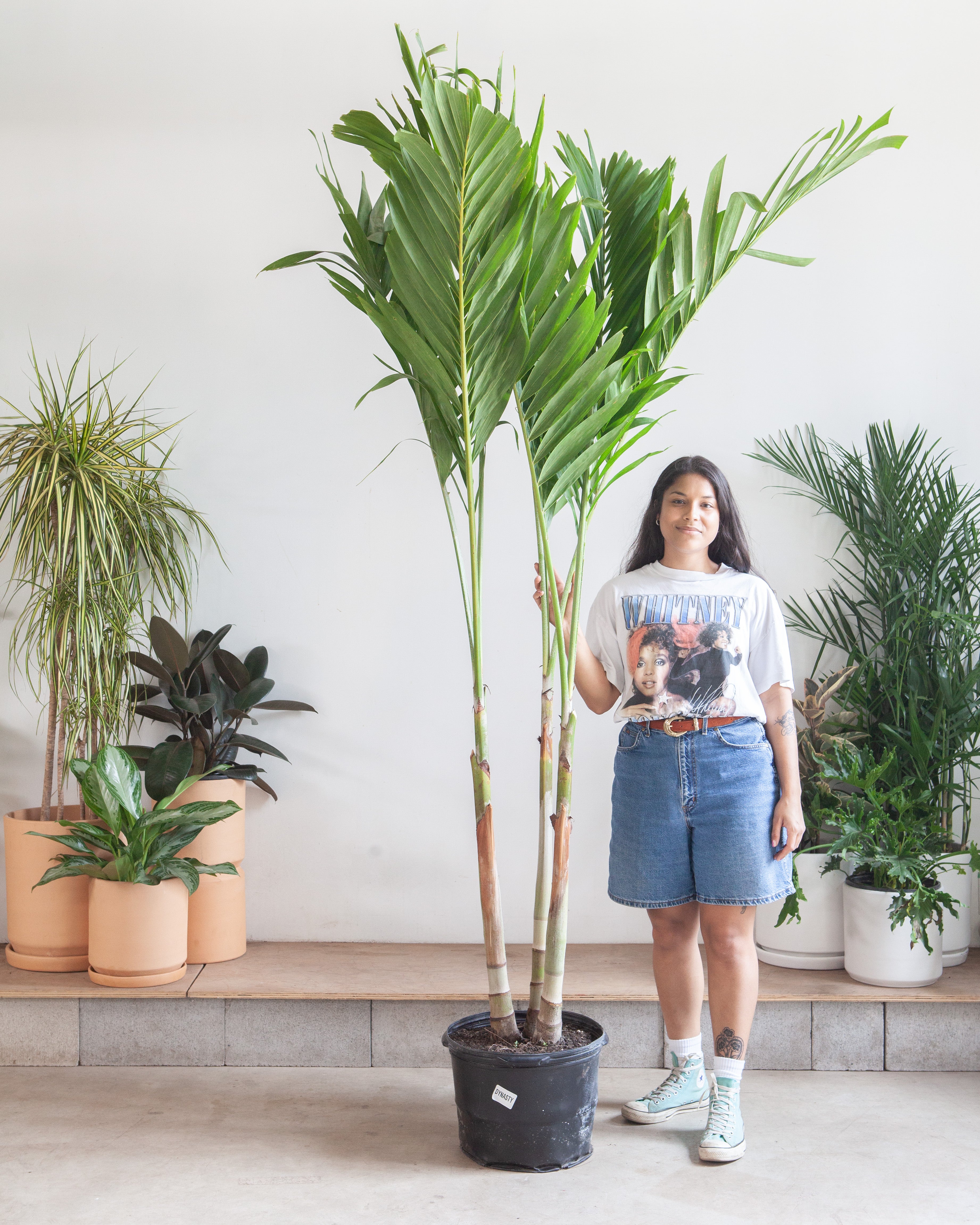 Christmas Palm: Adonidia merrillii - 14 inch pot - 6 foot tall