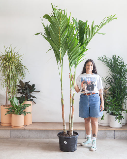 birdsnest snake plant Snake Plant  Bird's Nest | Low Maintenance Air-Purifying Plant