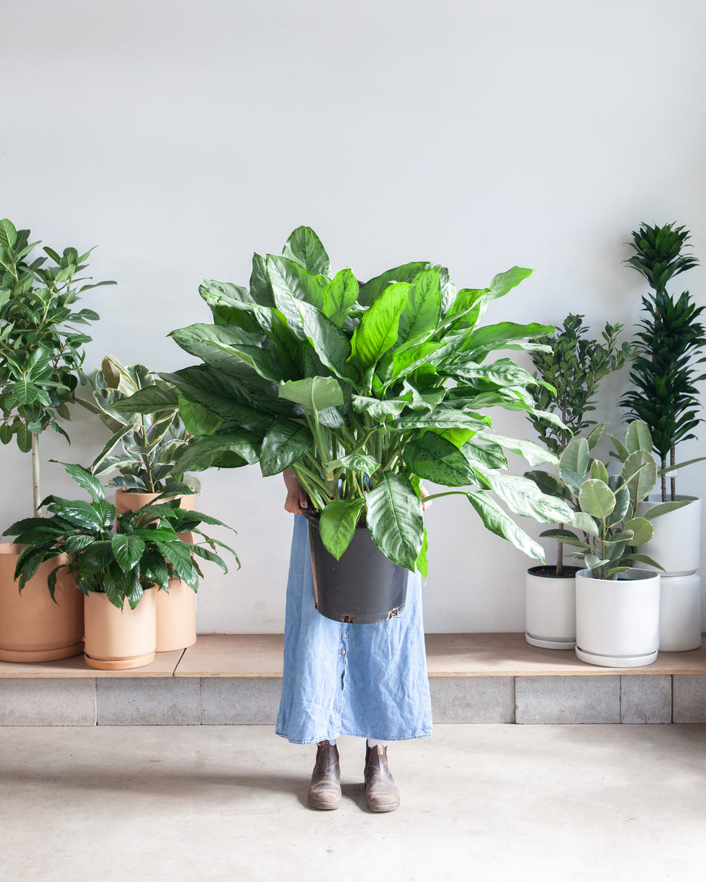 aglaonema bj freeman cecilia AGLAONEMA 'BJ FREEMAN' 14 " Grower Pot – Dynasty Plants