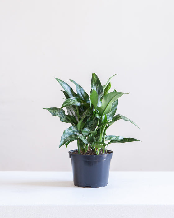 AGLAONEMA 'MARIA' 6" Grower Pot