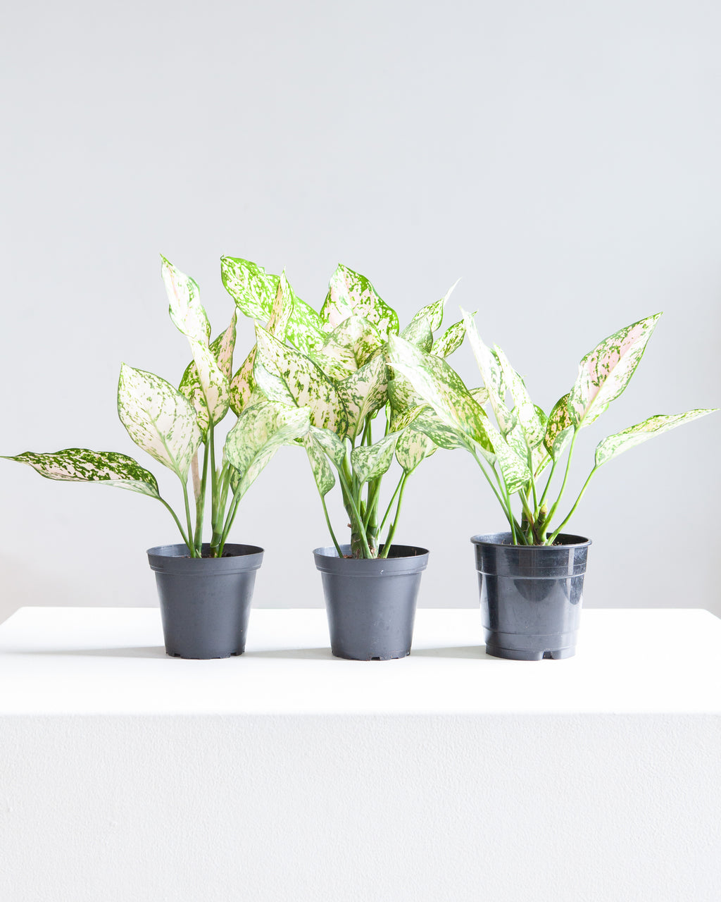 Pink Princess Chinese Evergreen: Aglaonema - 5 inch pot