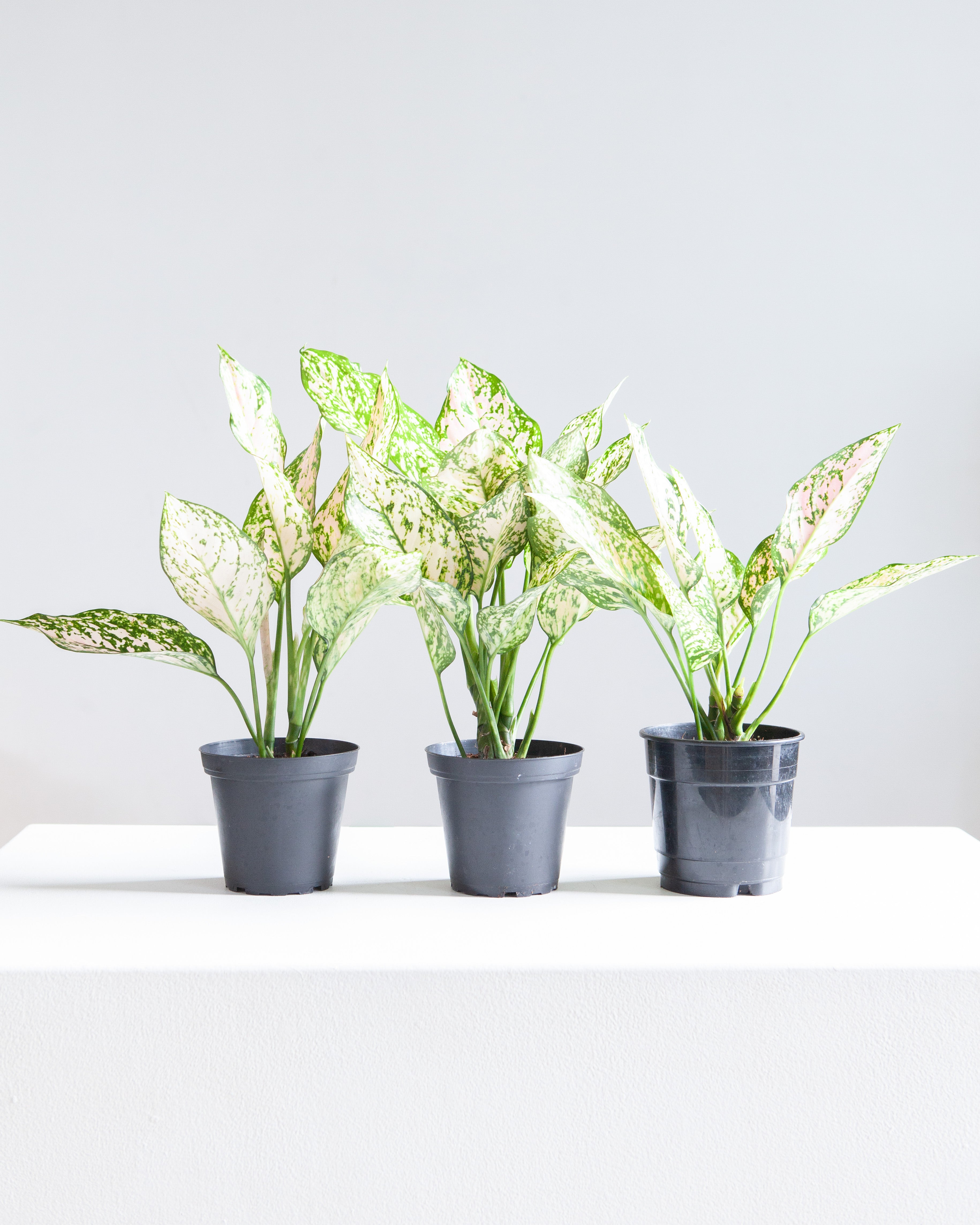Pink Princess Chinese Evergreen: Aglaonema - 5 inch pot