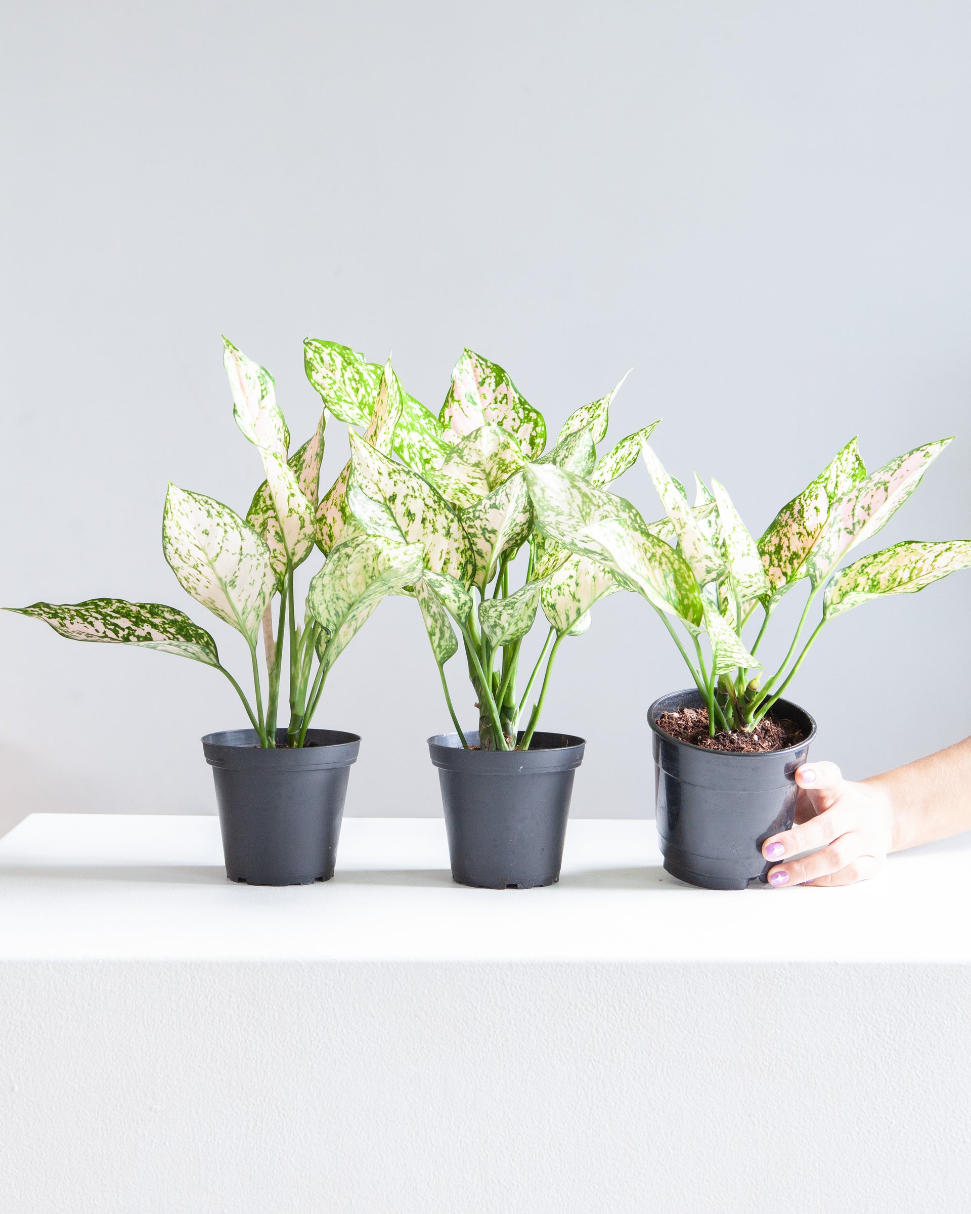 aglaonema indo princess Pink Princess Chinese Evergreen: Aglaonema