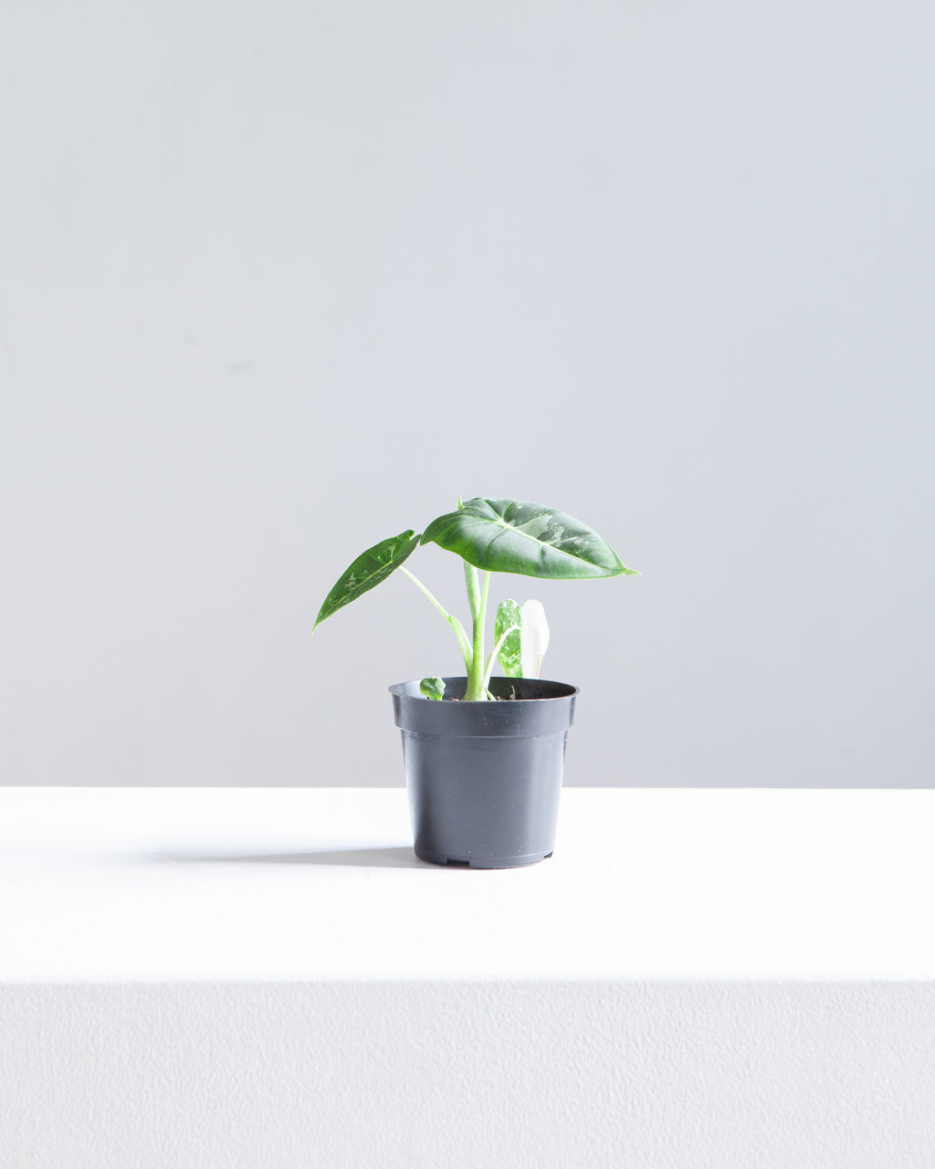 ALOCASIA 'FRYDEK' VARIEGATED 4" Grower Pot *COLLECTOR PLANT*