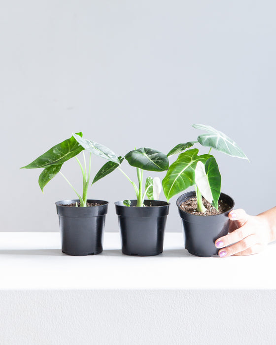 ALOCASIA 'FRYDEK' VARIEGATED 4" Grower Pot *COLLECTOR PLANT*