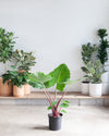 ALOCASIA 'IMPERIAL RED' 10" Grower Pot