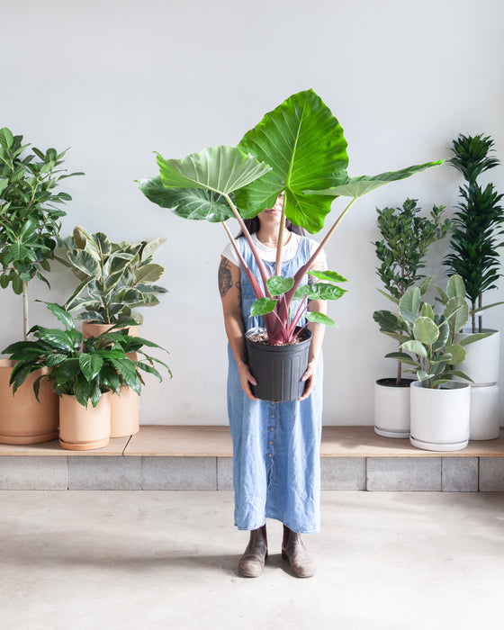 ALOCASIA 'IMPERIAL RED' 10" Grower Pot