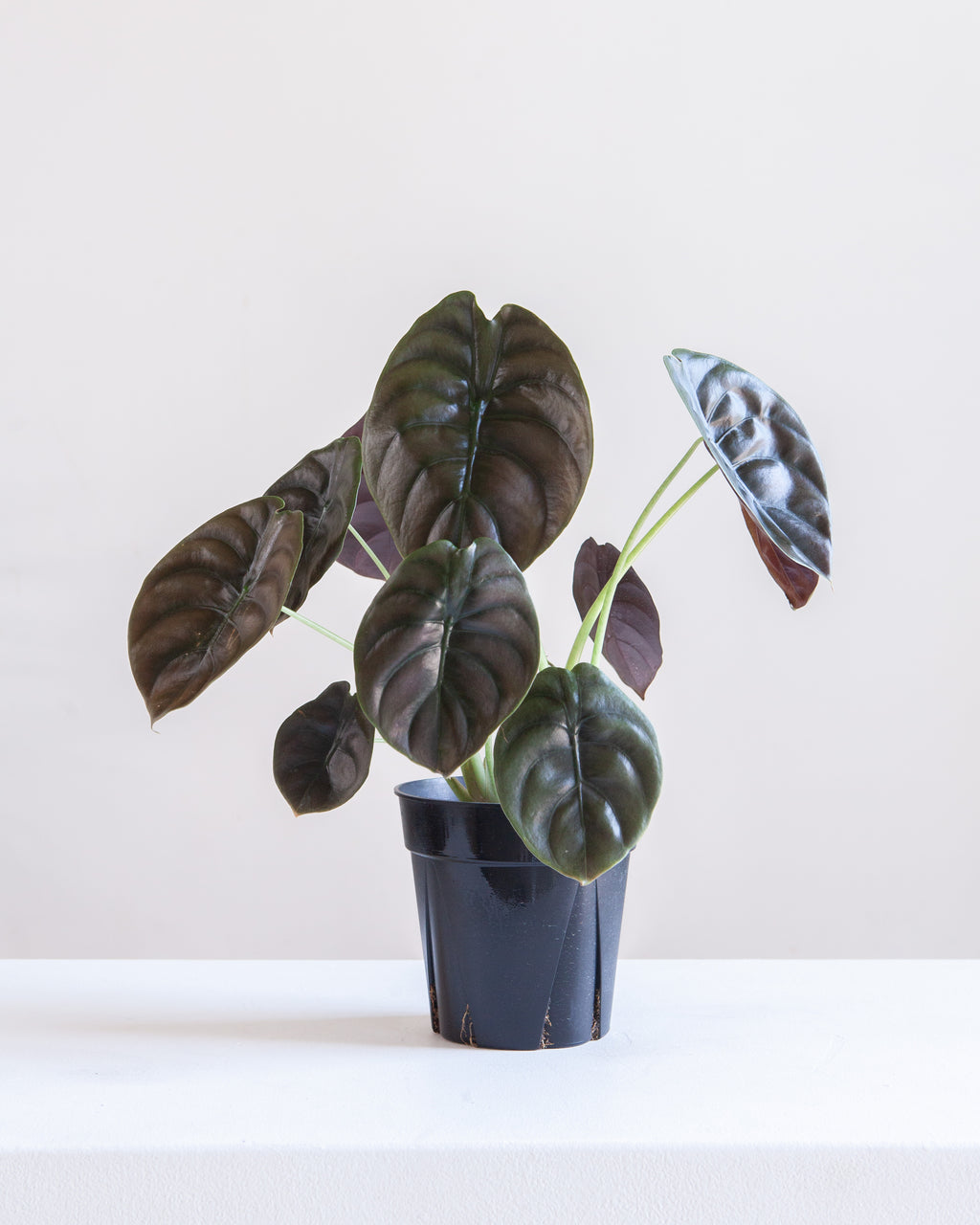 ALOCASIA CUPREA 'RED SECRET' 6" Grower Pot