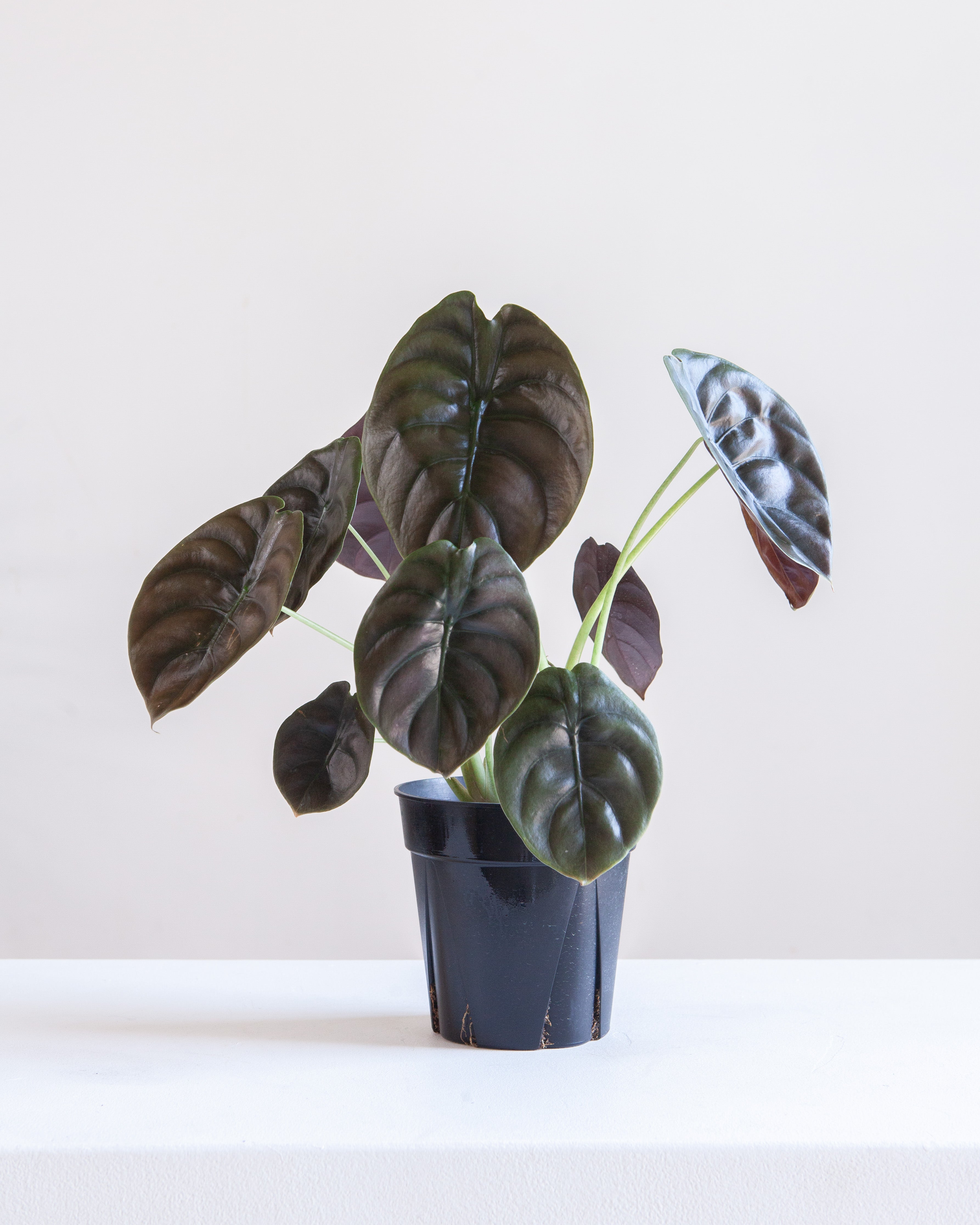 ALOCASIA CUPREA 'RED SECRET' 6" Grower Pot