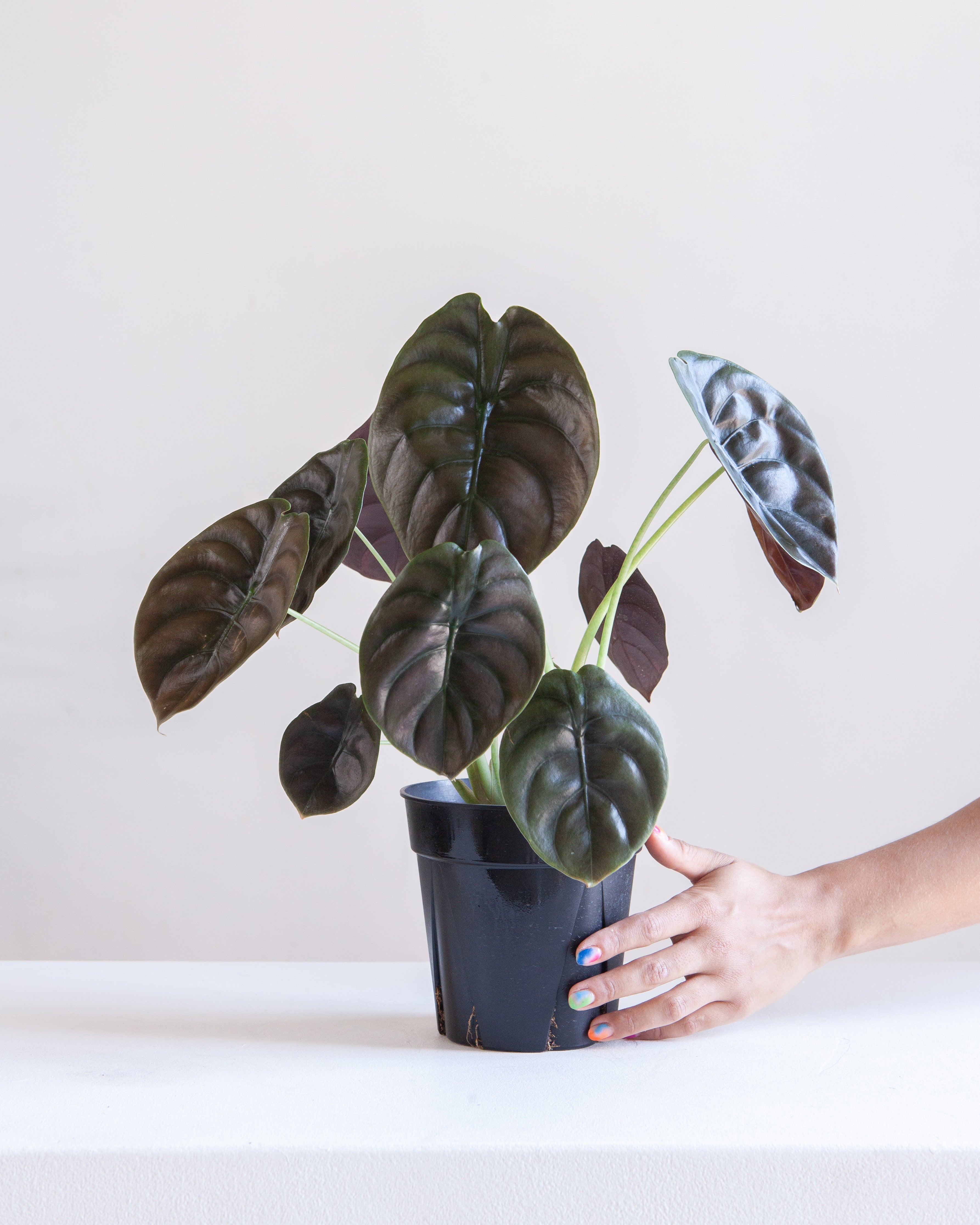 ALOCASIA CUPREA 'RED SECRET' 6" Grower Pot