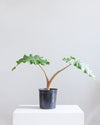 ALOCASIA 'GOLDEN DRAGON' 10" Grower Pot (2.5-3' tall)