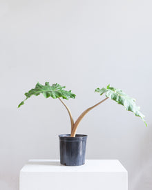  ALOCASIA 'GOLDEN DRAGON' 10" Grower Pot (2.5-3' tall)