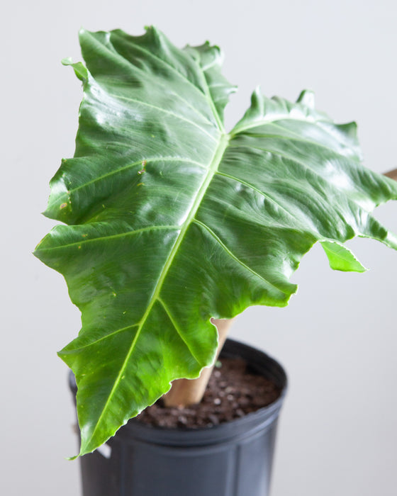 ALOCASIA 'GOLDEN DRAGON' 10" Grower Pot (2.5-3' tall)