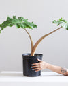 ALOCASIA 'GOLDEN DRAGON' 10" Grower Pot (2.5-3' tall)