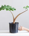 ALOCASIA 'GOLDEN DRAGON' 10" Grower Pot (2.5-3' tall)