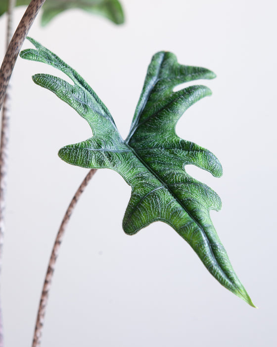 ALOCASIA 'JACKLYN' 10" Grower Pot (2.5-3' tall)