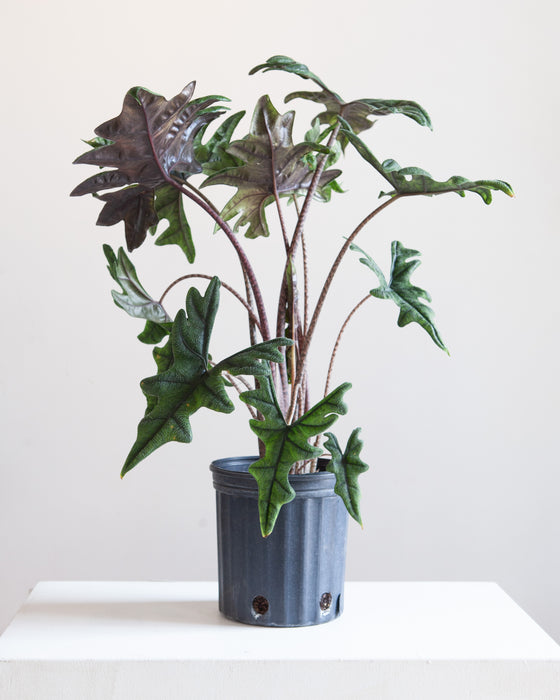 ALOCASIA 'JACKLYN' 10" Grower Pot (2.5-3' tall)