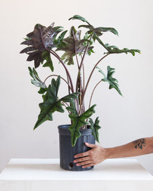  ALOCASIA 'JACKLYN' 10" Grower Pot (2.5-3' tall)