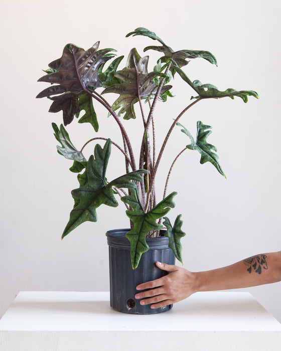 ALOCASIA 'JACKLYN' 10" Grower Pot (2.5-3' tall)