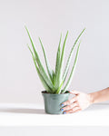 Aloe Vera: Aloe barbadensis - 6 inch pot