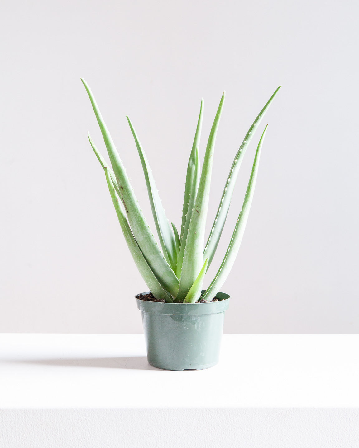 Aloe Vera: Aloe barbadensis - 6 inch pot
